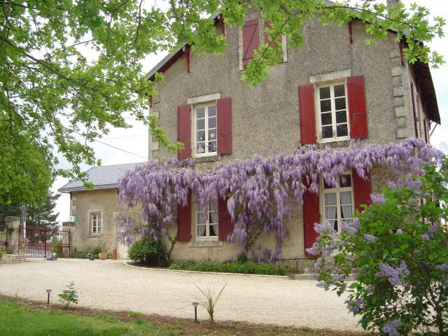Les vieilles vignes
