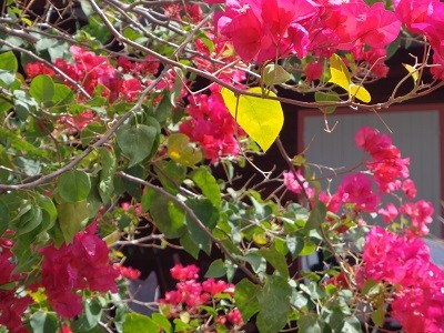  Gtes couleurs croles
